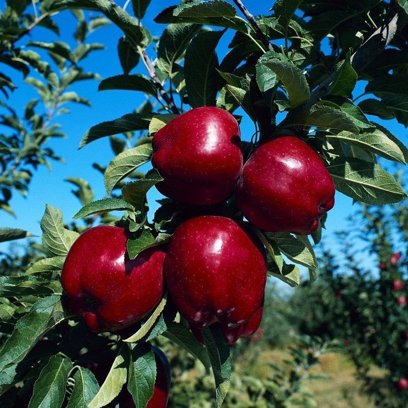 Kırmızı Elma Fidanı 3 Yaş