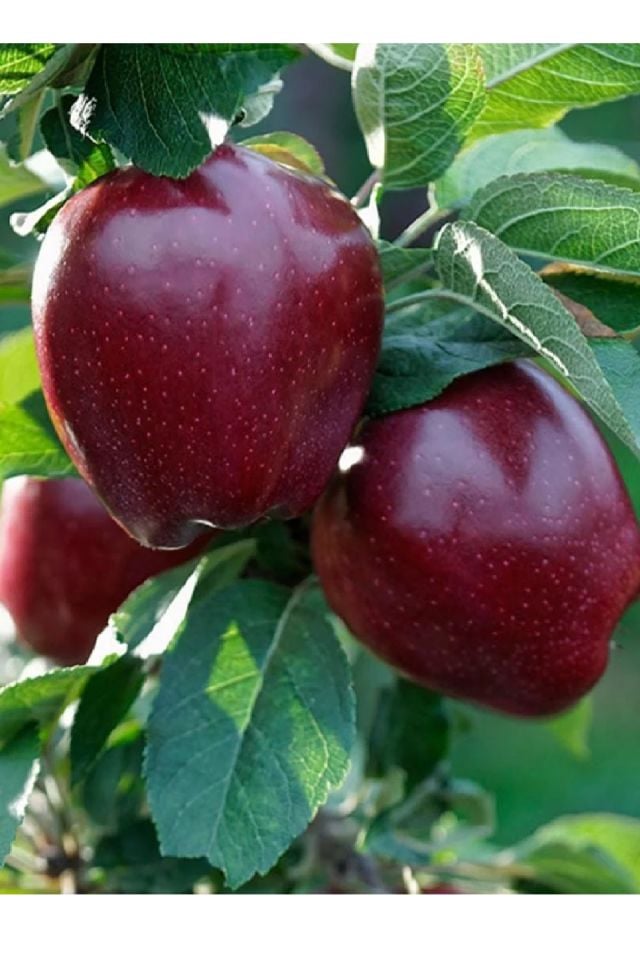 Kırmızı Elma Fidanı 3 Yaş