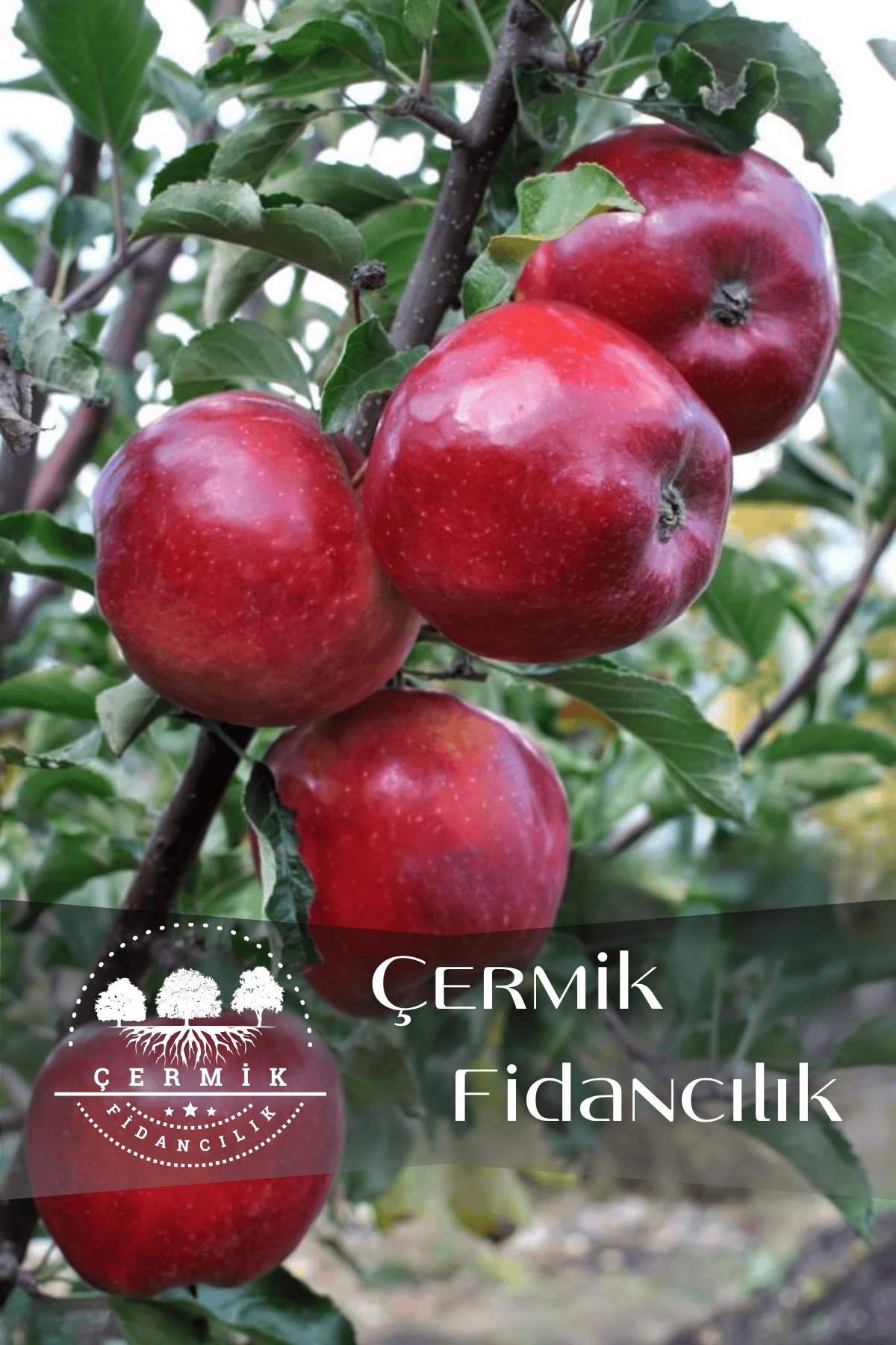 Kırmızı Elma Fidanı 3 Yaş