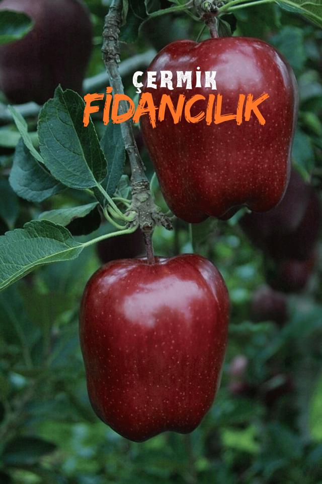 Kırmızı Elma Fidanı 3 Yaş