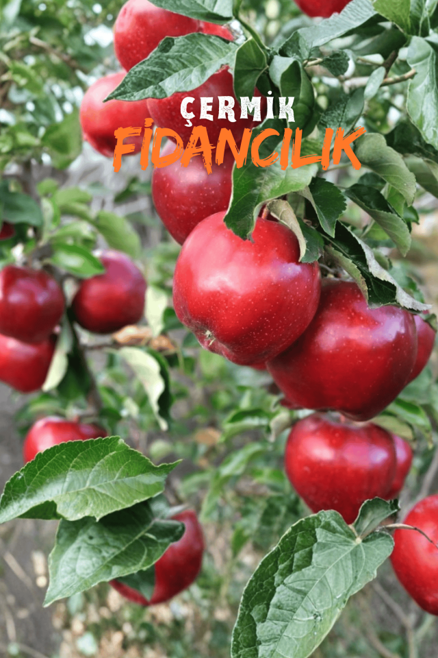 Kırmızı Elma Fidanı 3 Yaş