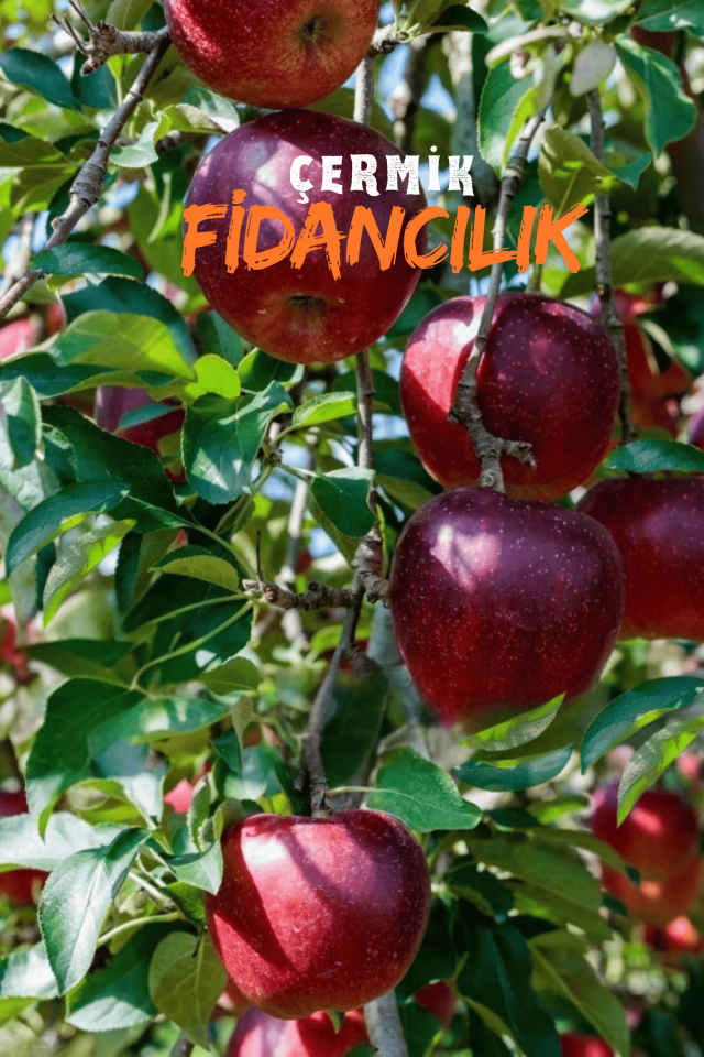 Kırmızı Elma Fidanı 3 Yaş