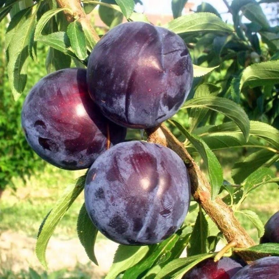 Aşılı Siyah ( Kara ) Erik Fidanı 3 Yaş