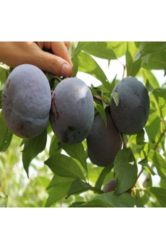 Aşılı Siyah ( Kara ) Erik Fidanı 3 Yaş