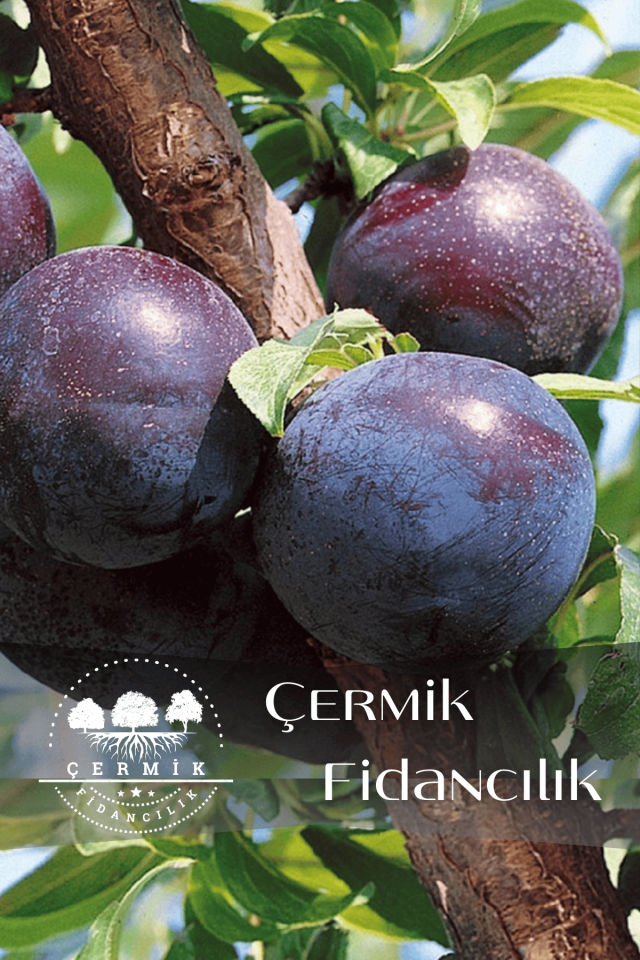 Aşılı Siyah ( Kara ) Erik Fidanı 3 Yaş