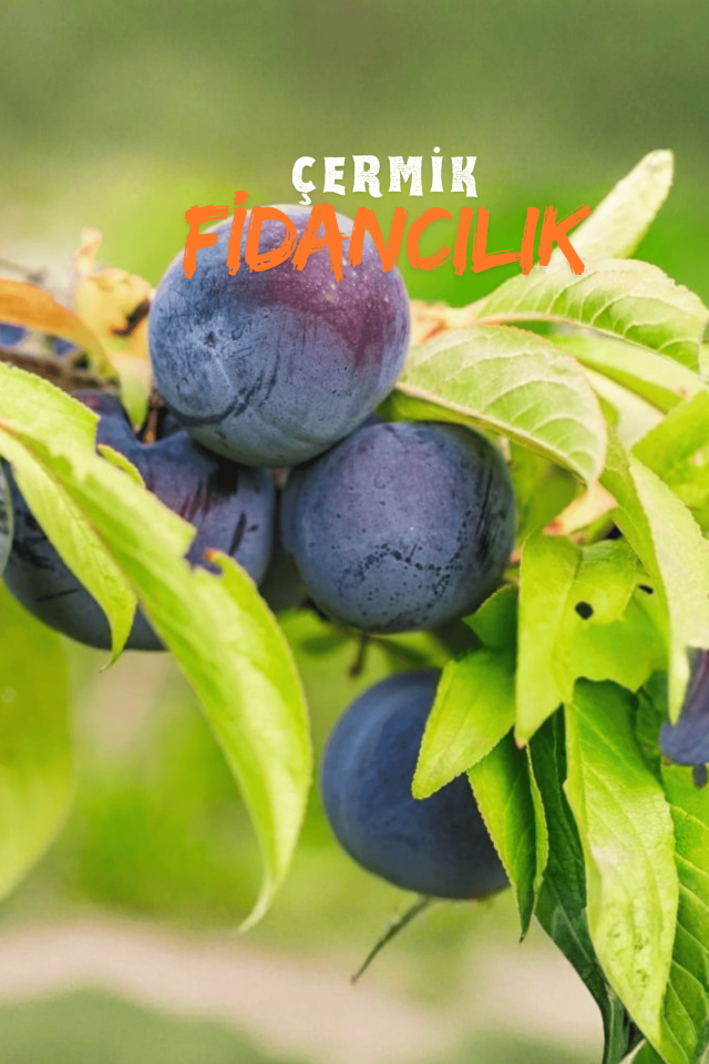 Aşılı Siyah ( Kara ) Erik Fidanı 3 Yaş