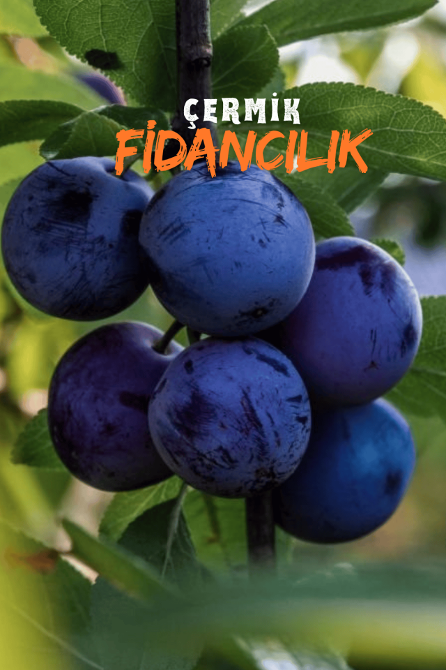 Aşılı Siyah ( Kara ) Erik Fidanı 3 Yaş