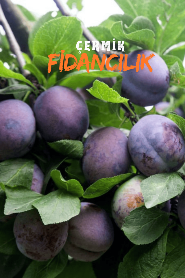 Aşılı Siyah ( Kara ) Erik Fidanı 3 Yaş