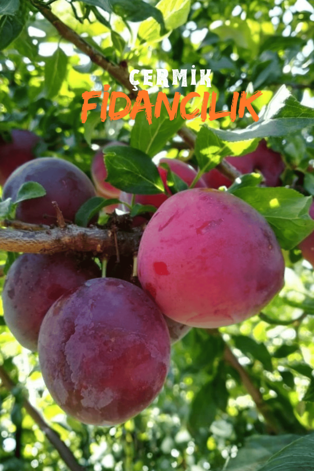 Kırmızı Erik Fidanı 3 Yaş