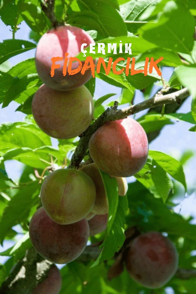 Kırmızı Erik Fidanı 3 Yaş
