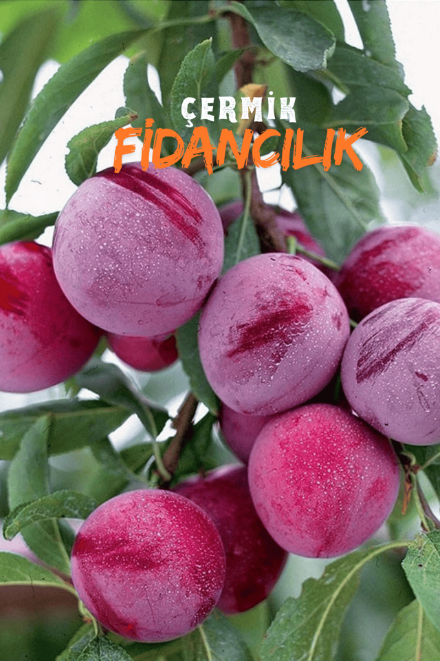 Kırmızı Erik Fidanı 3 Yaş