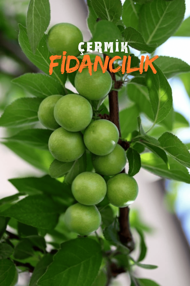 Bodur Yeşil Can Erik Fidanı 3 Yaş