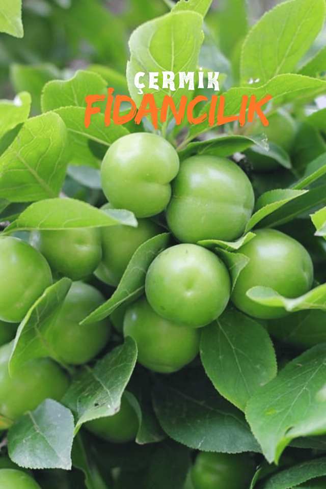 Bodur Yeşil Can Erik Fidanı 3 Yaş