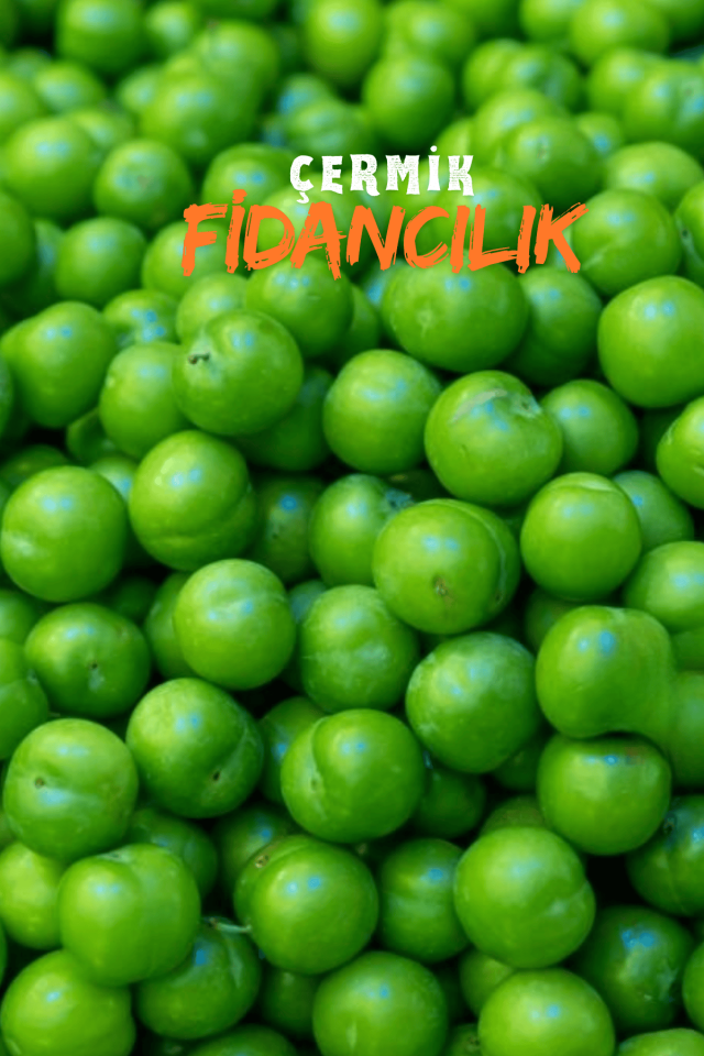 Bodur Yeşil Can Erik Fidanı 3 Yaş