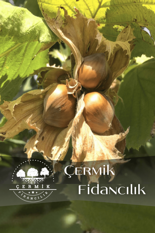 Karadeniz Fındık Fidanı
