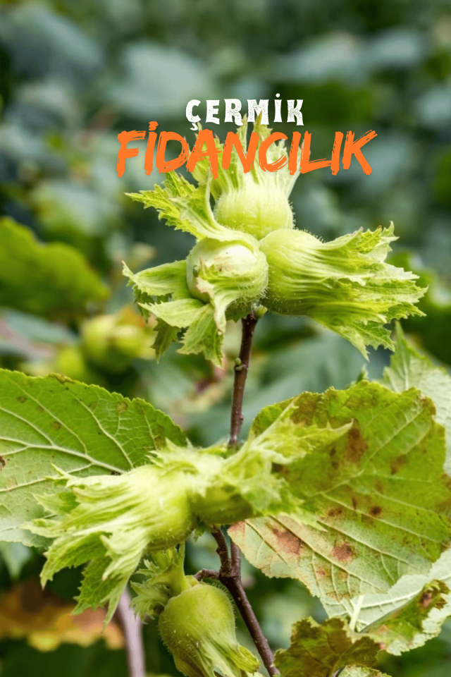 Karadeniz Fındık Fidanı