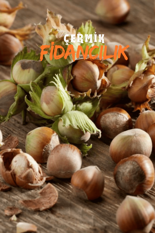 Karadeniz Fındık Fidanı