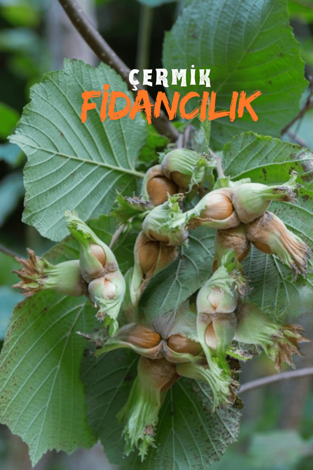 Karadeniz Fındık Fidanı