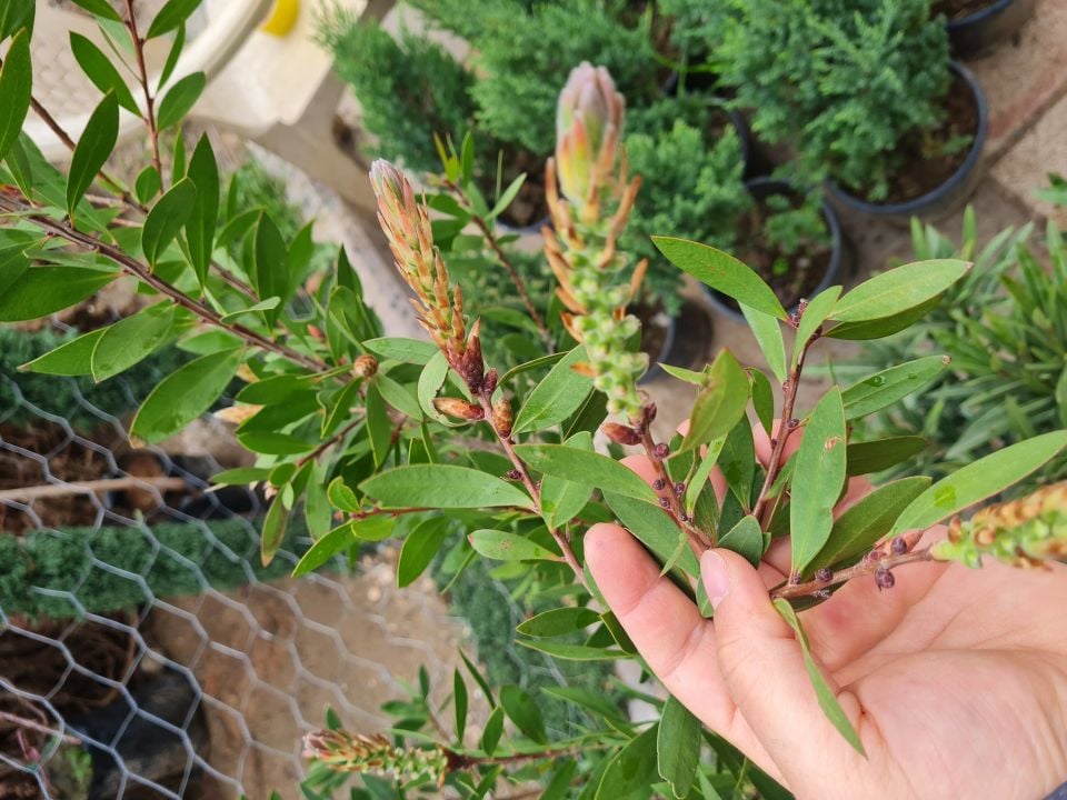 Saksılı Fırça Çalısı Fidanı 3 Yaş ( Callistemon Laevis )