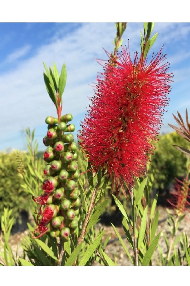 Saksılı Fırça Çalısı Fidanı 3 Yaş ( Callistemon Laevis )