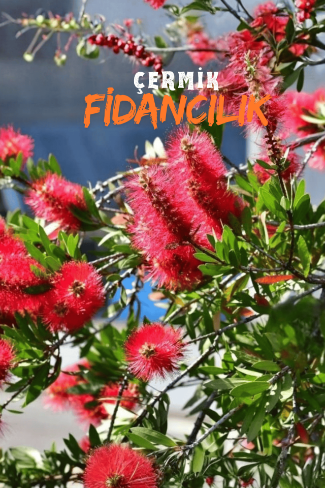 Saksılı Fırça Çalısı Fidanı 3 Yaş ( Callistemon Laevis )