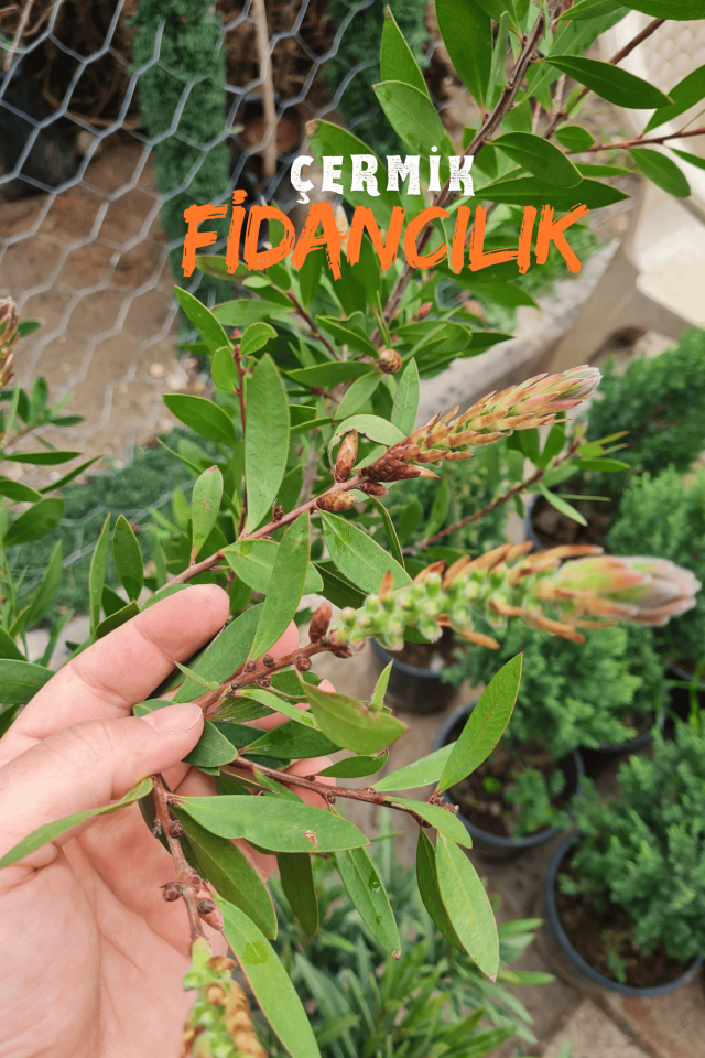 Saksılı Fırça Çalısı Fidanı 3 Yaş ( Callistemon Laevis )
