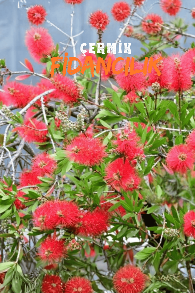 Saksılı Fırça Çalısı Fidanı 3 Yaş ( Callistemon Laevis )