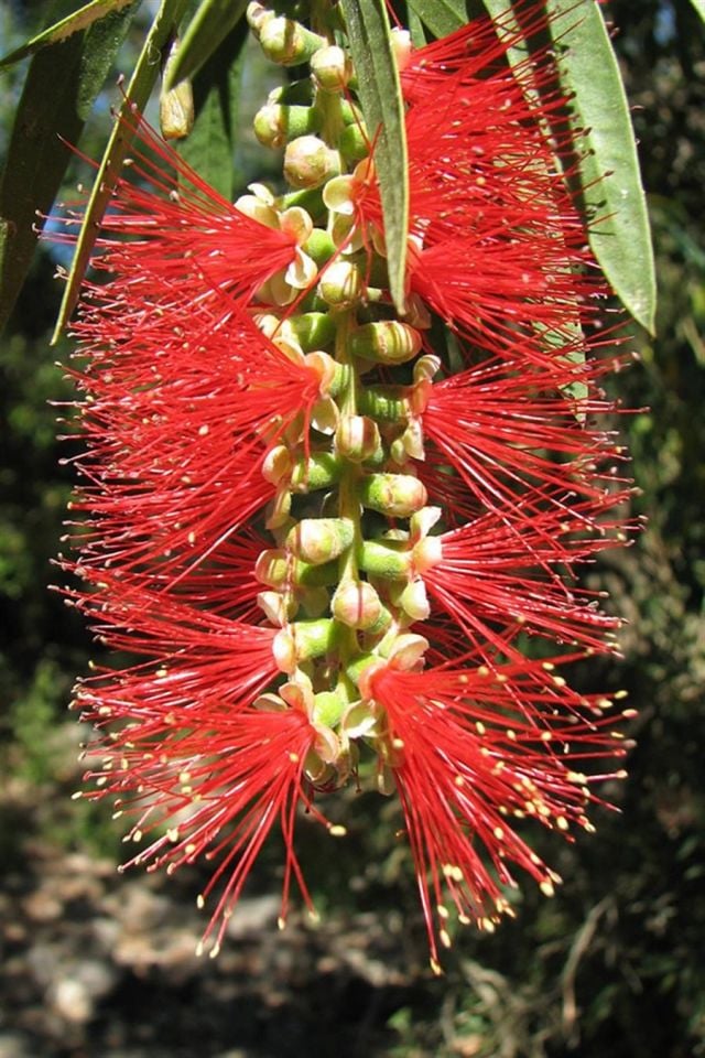 Saksılı Fırça Çalısı Fidanı 3 Yaş ( Callistemon Laevis )
