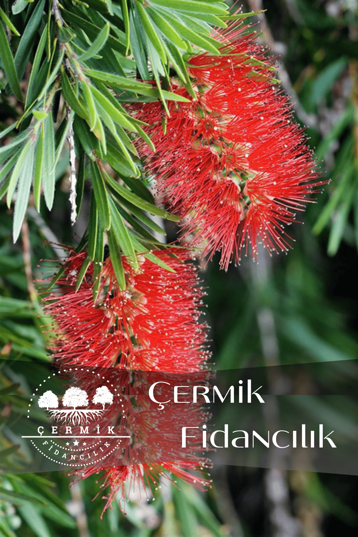 Saksılı Fırça Çalısı Fidanı 3 Yaş ( Callistemon Laevis )