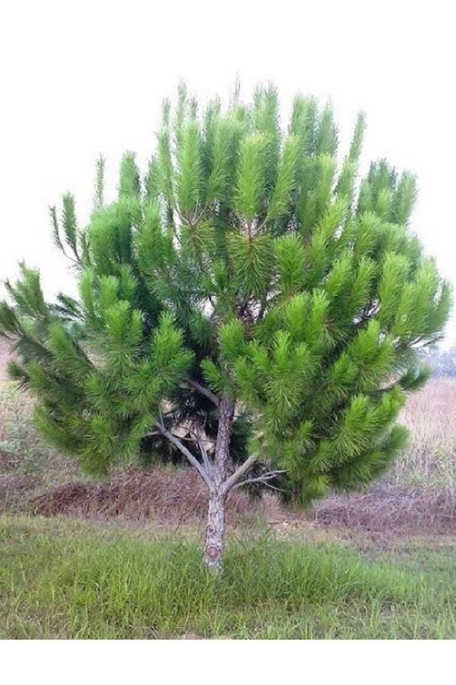 Tüplü Fıstık Çamı Fidanı ( Iran Çamı ) 3 Yaş