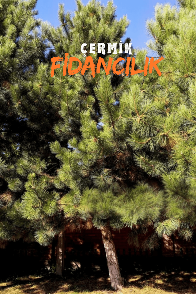 Tüplü Fıstık Çamı Fidanı ( Iran Çamı ) 3 Yaş