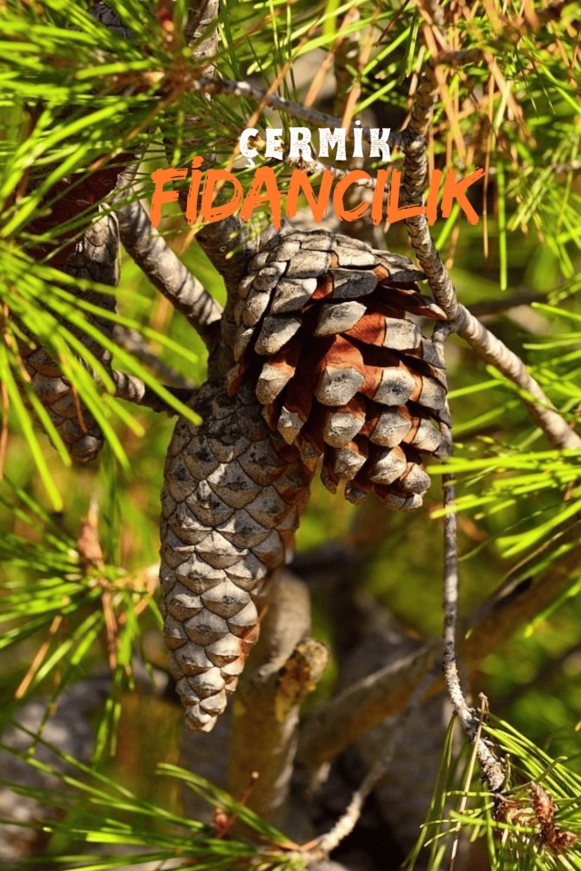 Tüplü Fıstık Çamı Fidanı ( Iran Çamı ) 3 Yaş