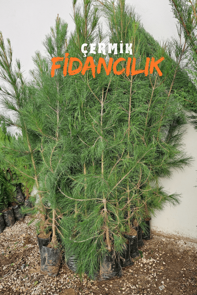 Tüplü Fıstık Çamı Fidanı ( Iran Çamı ) 3 Yaş
