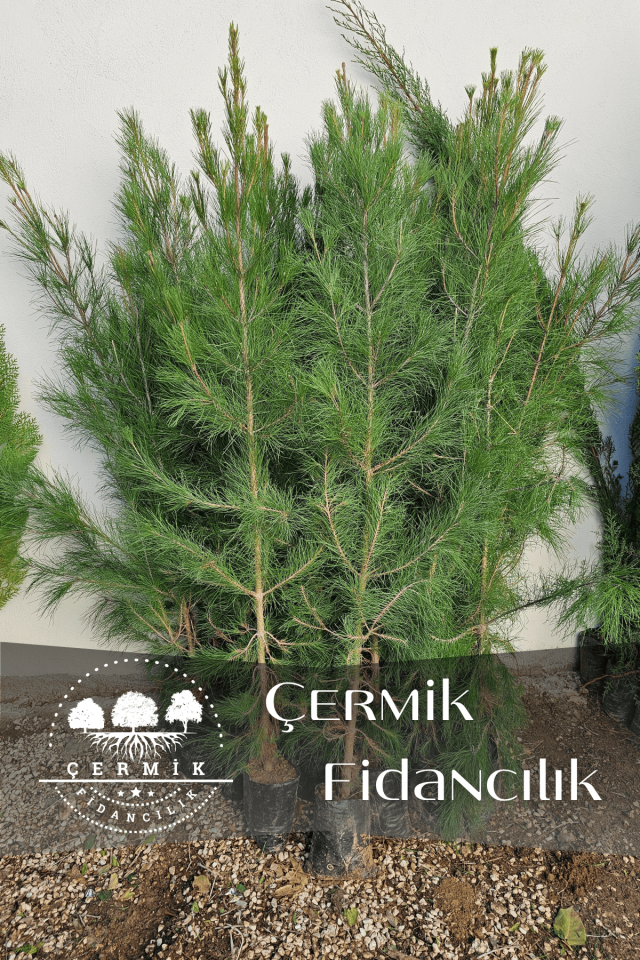 Tüplü Fıstık Çamı Fidanı ( Iran Çamı ) 3 Yaş