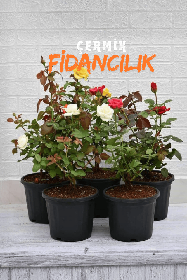 Tüplü Yediveren Gül Fidanı