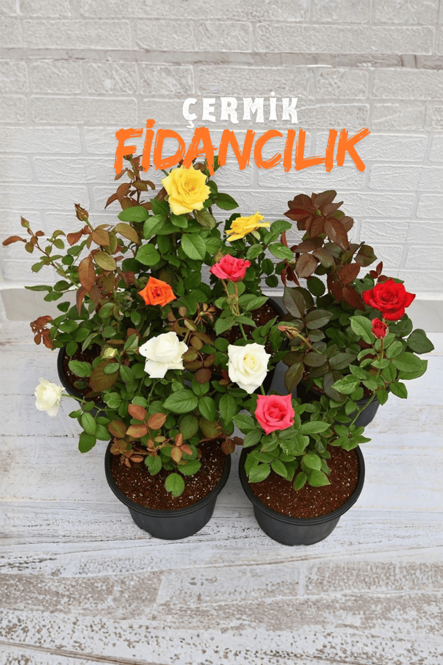 Tüplü Yediveren Gül Fidanı