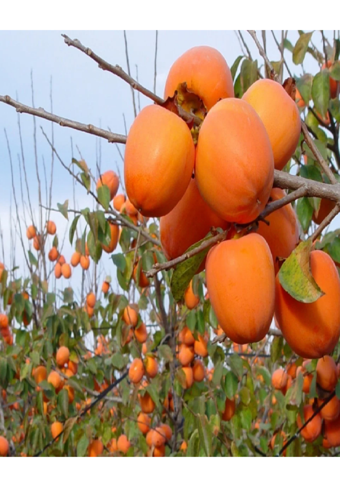 Çikolata Aromalı Trabzon Hurma Fidanı ( Cennet Elması )