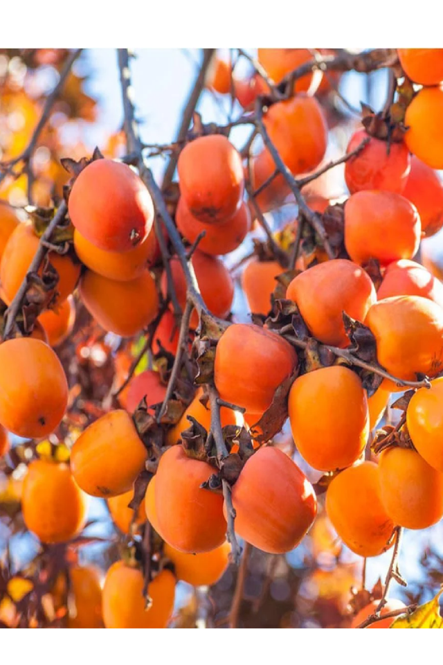 Çikolata Aromalı Trabzon Hurma Fidanı ( Cennet Elması )