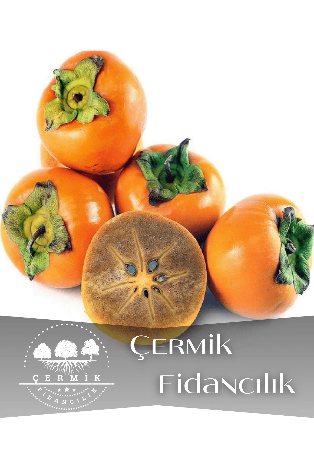 Çikolata Aromalı Trabzon Hurma Fidanı ( Cennet Elması )