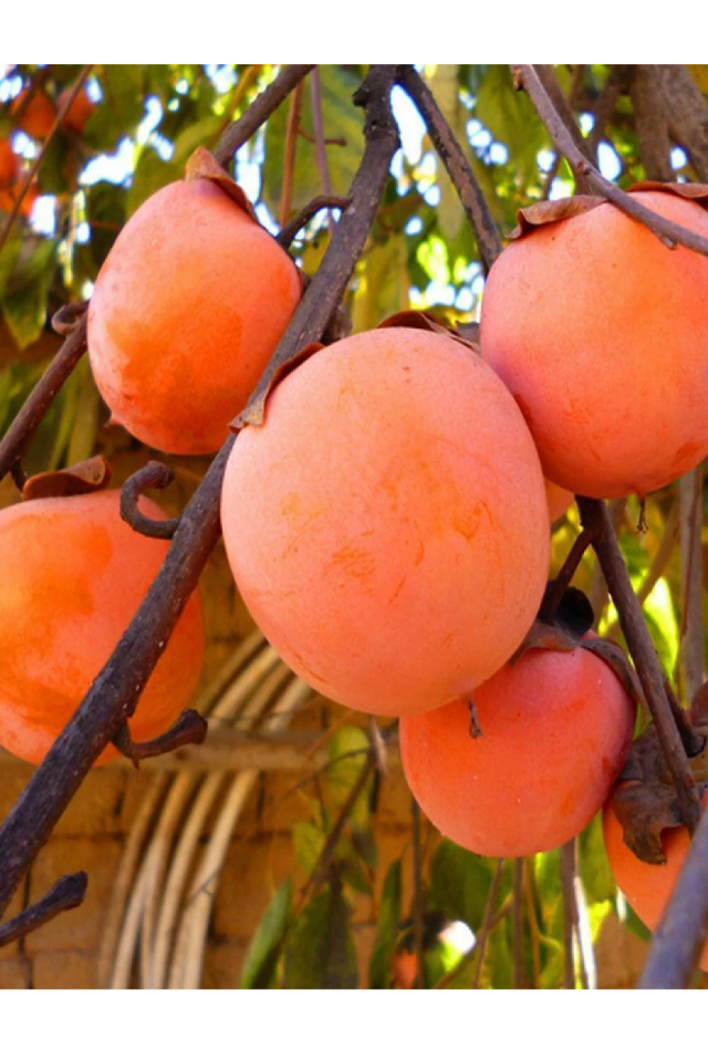 Çikolata Aromalı Trabzon Hurma Fidanı ( Cennet Elması )