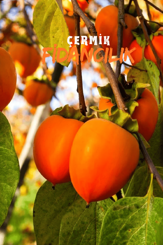 Çikolata Aromalı Trabzon Hurma Fidanı ( Cennet Elması )