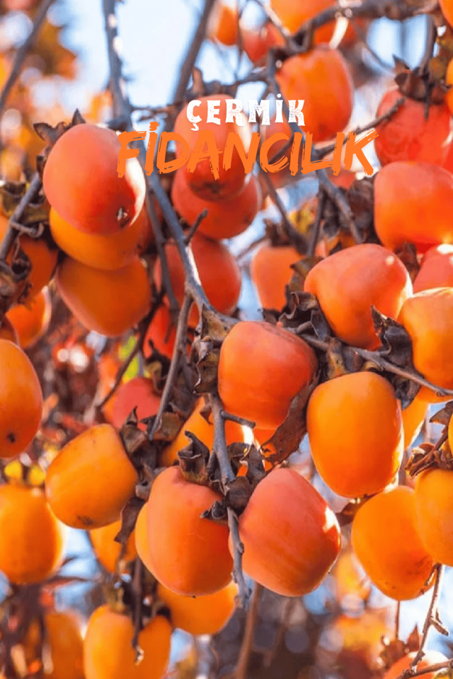 Çikolata Aromalı Trabzon Hurma Fidanı ( Cennet Elması )