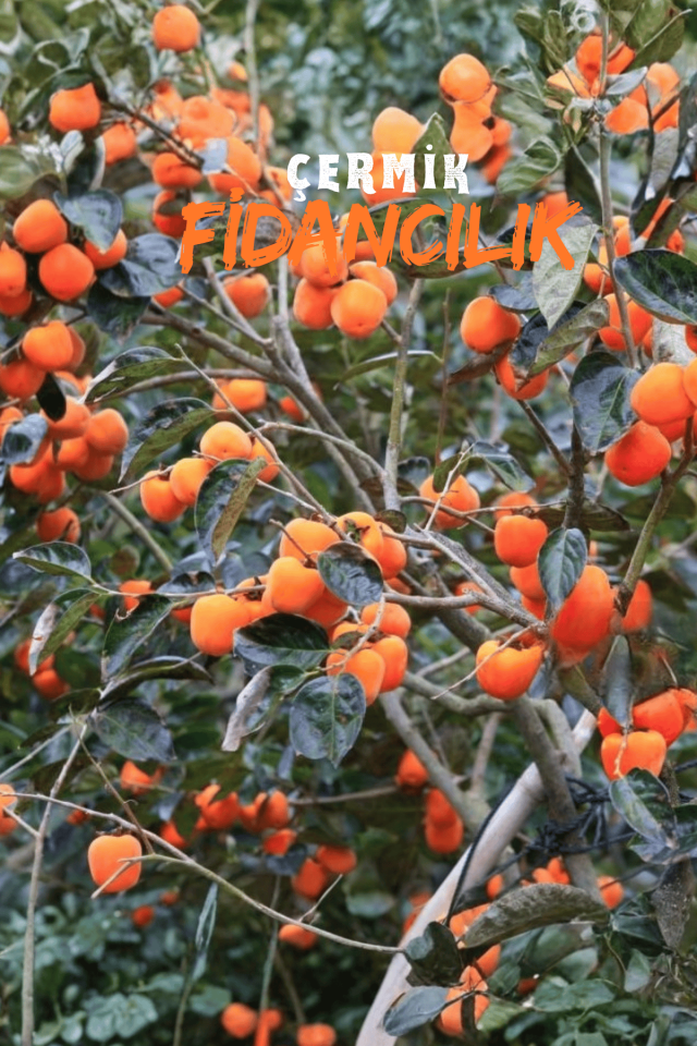 Çikolata Aromalı Trabzon Hurma Fidanı ( Cennet Elması )