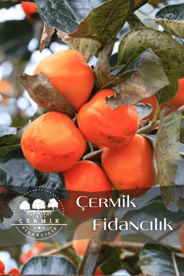 Çikolata Aromalı Trabzon Hurma Fidanı ( Cennet Elması )