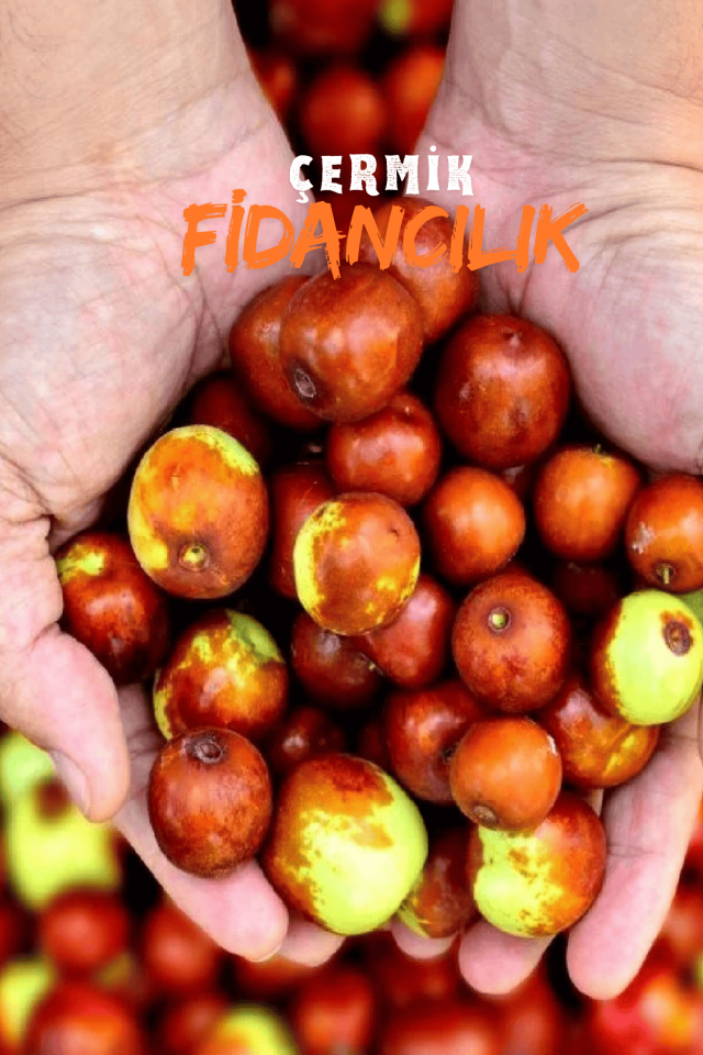 Tüplü Iri Meyveli Hünnap Fidanı