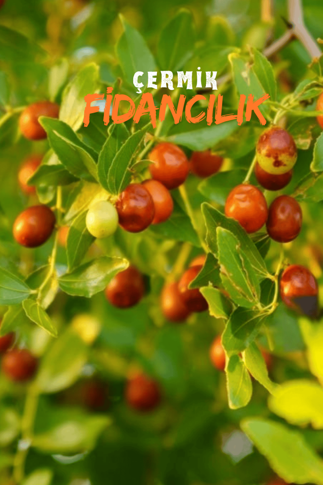 Tüplü Iri Meyveli Hünnap Fidanı