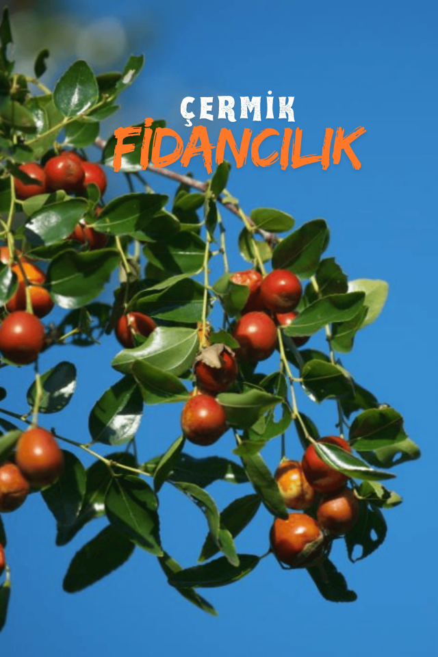 Tüplü Iri Meyveli Hünnap Fidanı
