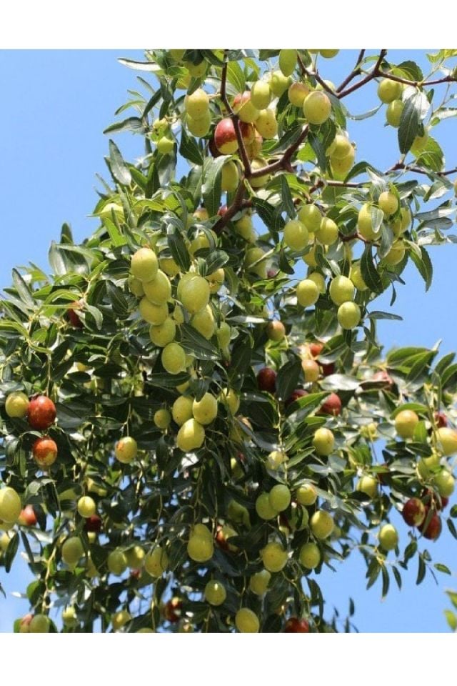 Tüplü Iri Meyveli Hünnap Fidanı