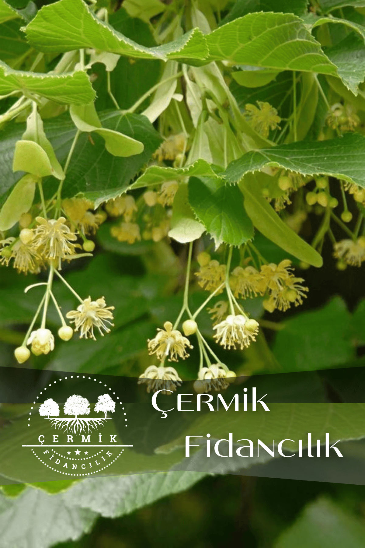 Tüplü Ihlamur Ağacı Fidanı 3 Yaş