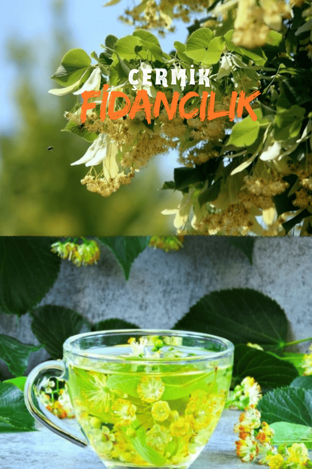 Tüplü Ihlamur Ağacı Fidanı 3 Yaş